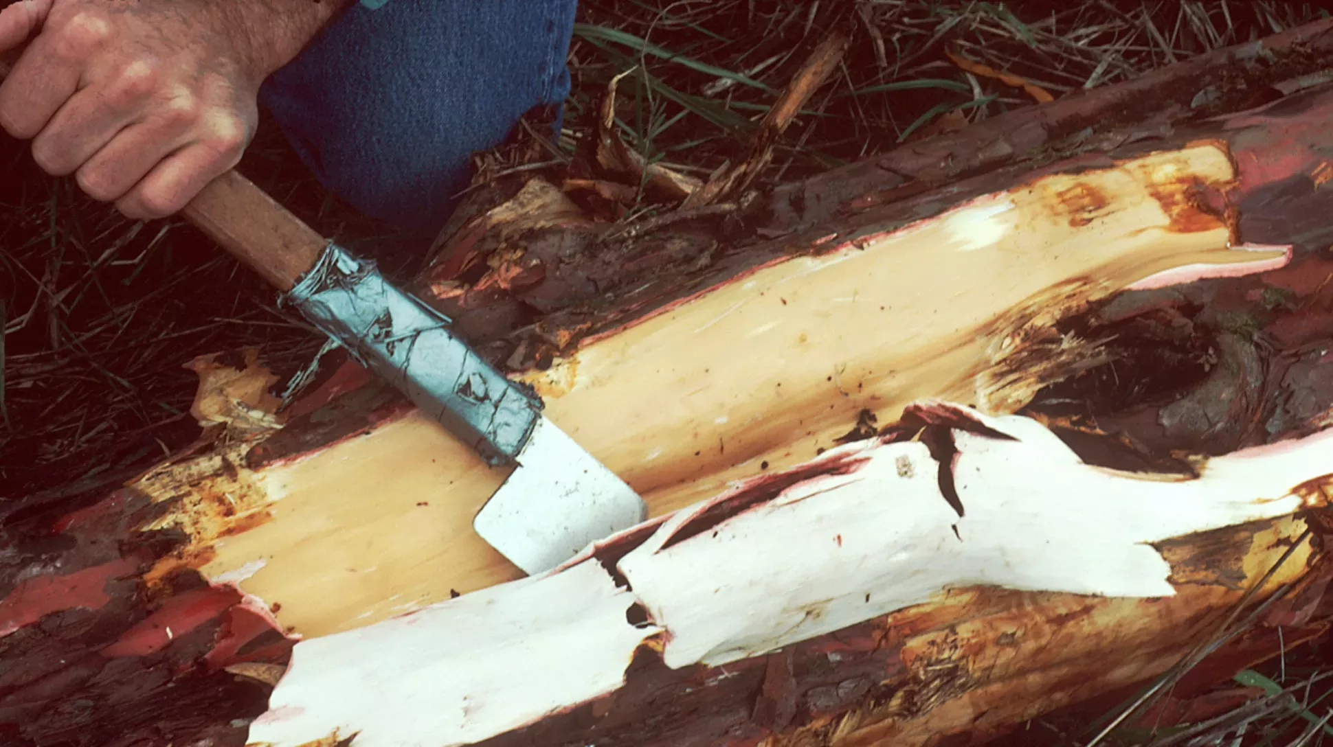 A hand holding a blade on a stick cutting away at red brown bark from a tree