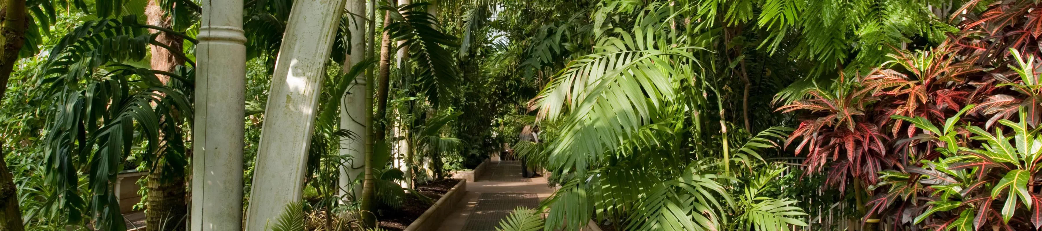 The plants of the Palm house growing around a pathway through the greenery