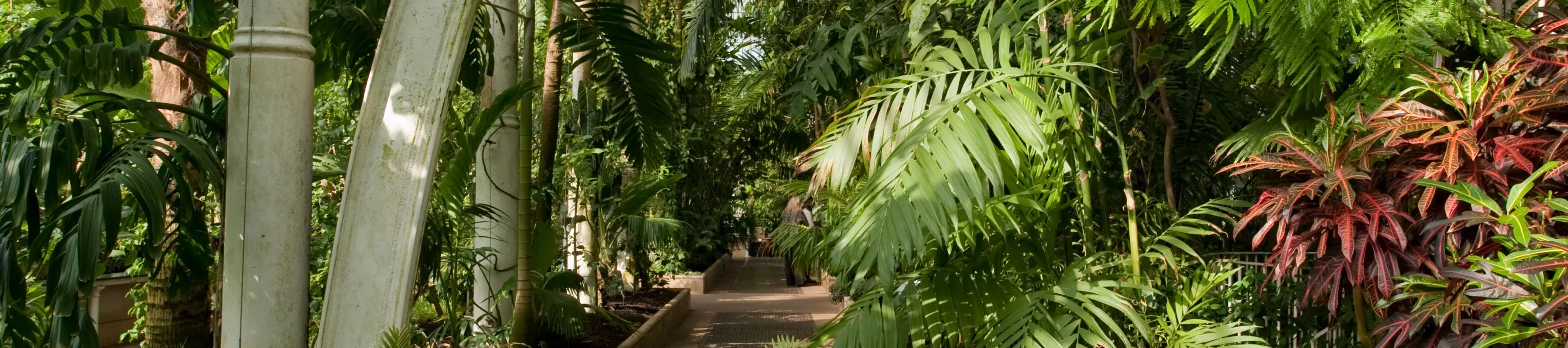 Interior of the Palm House at Kew 