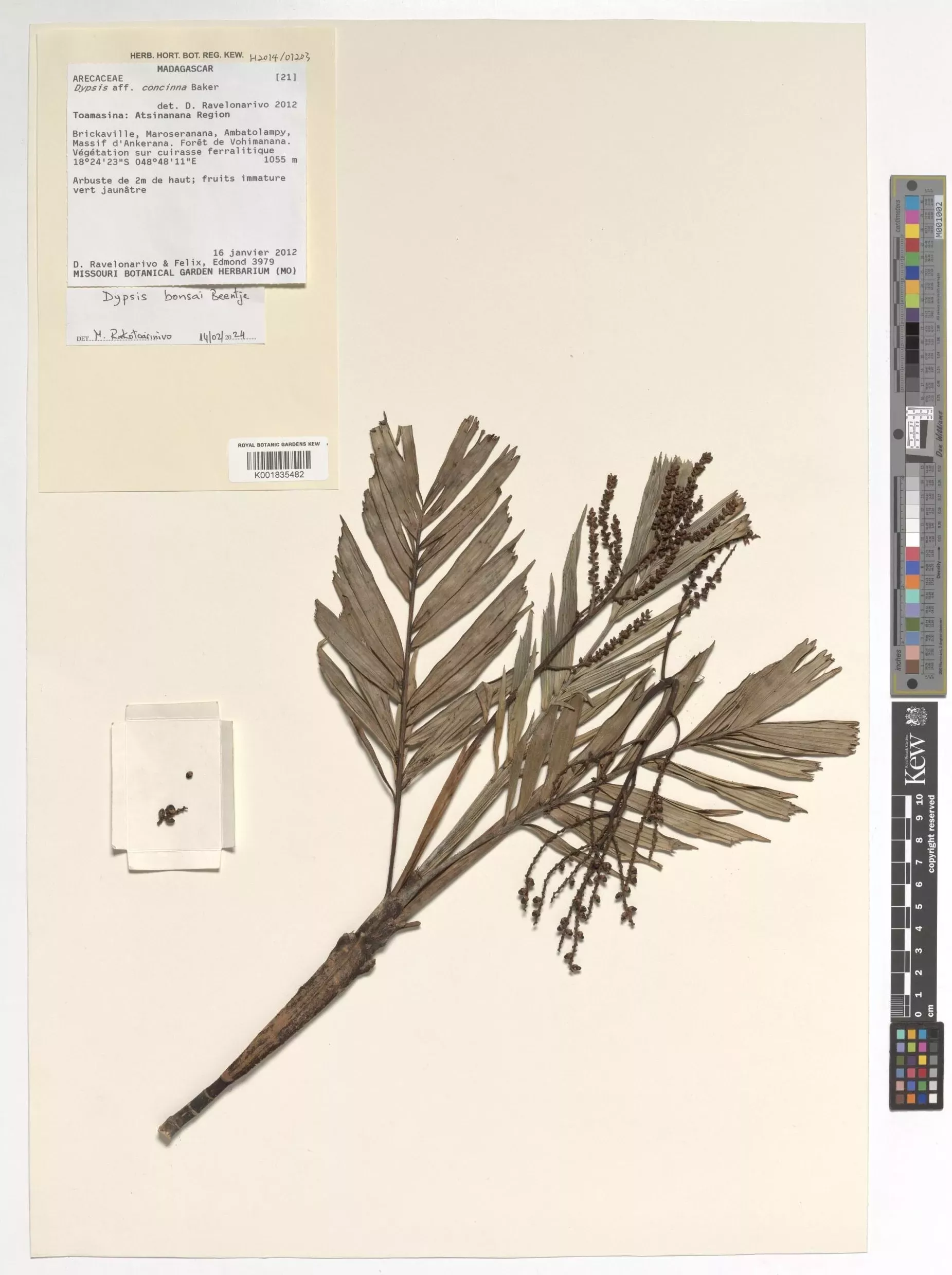 A herbarium specimen of a palm branch