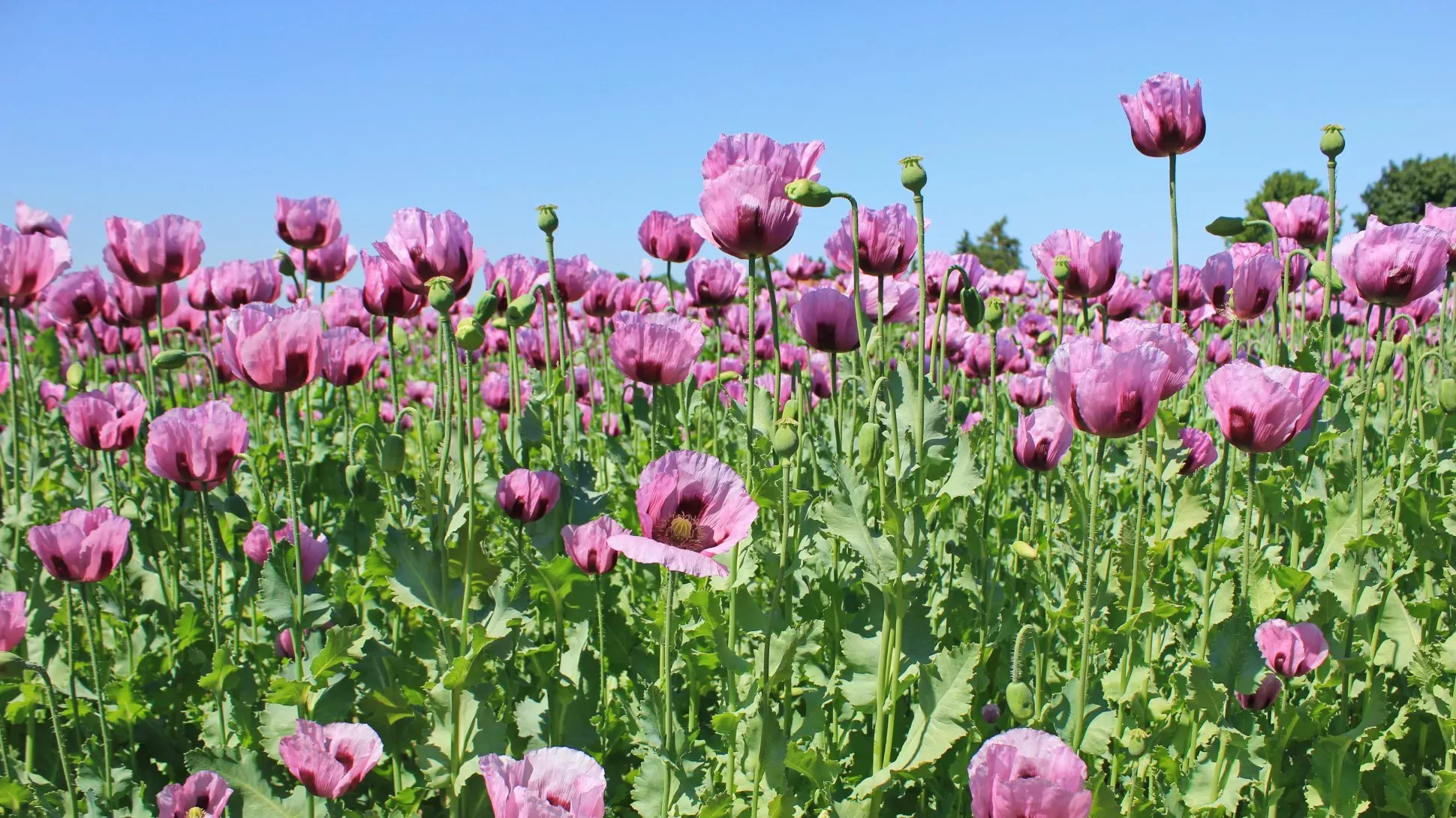 A field of pink opium poppies under a blue sky