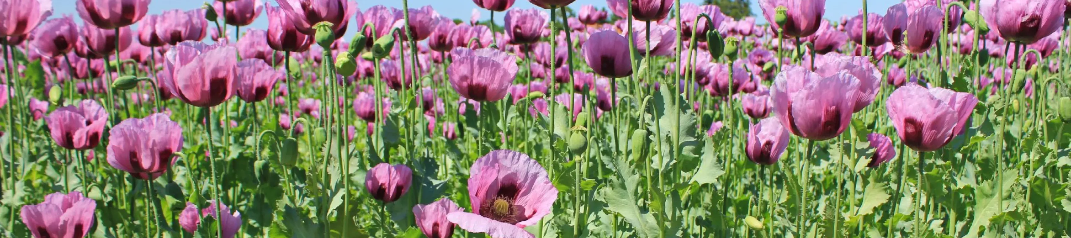 A field of pink opium poppies under a blue sky