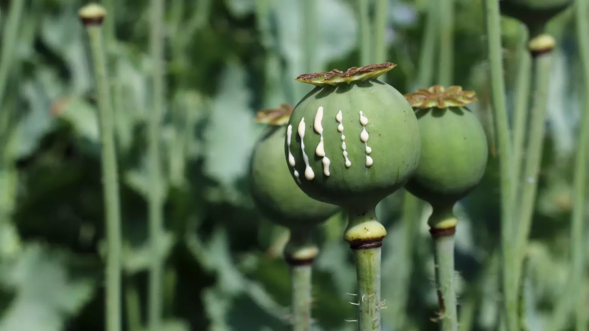 White drops of latex coming from a round green opium poppy seed pod