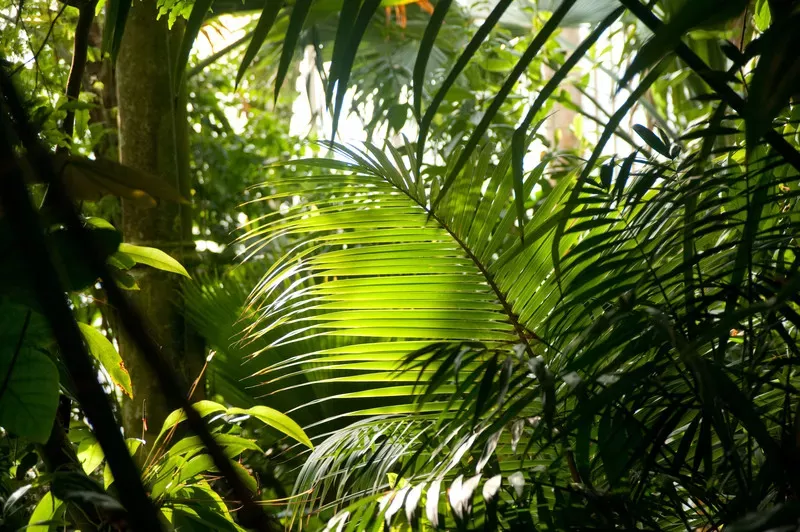 Palm House trees