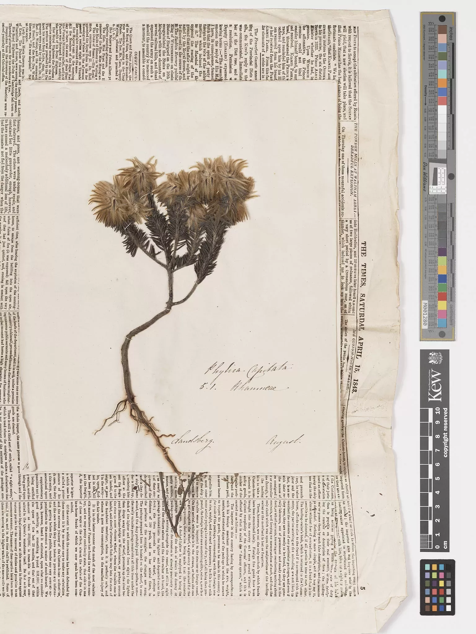 A herbarium specimen on old newspaper