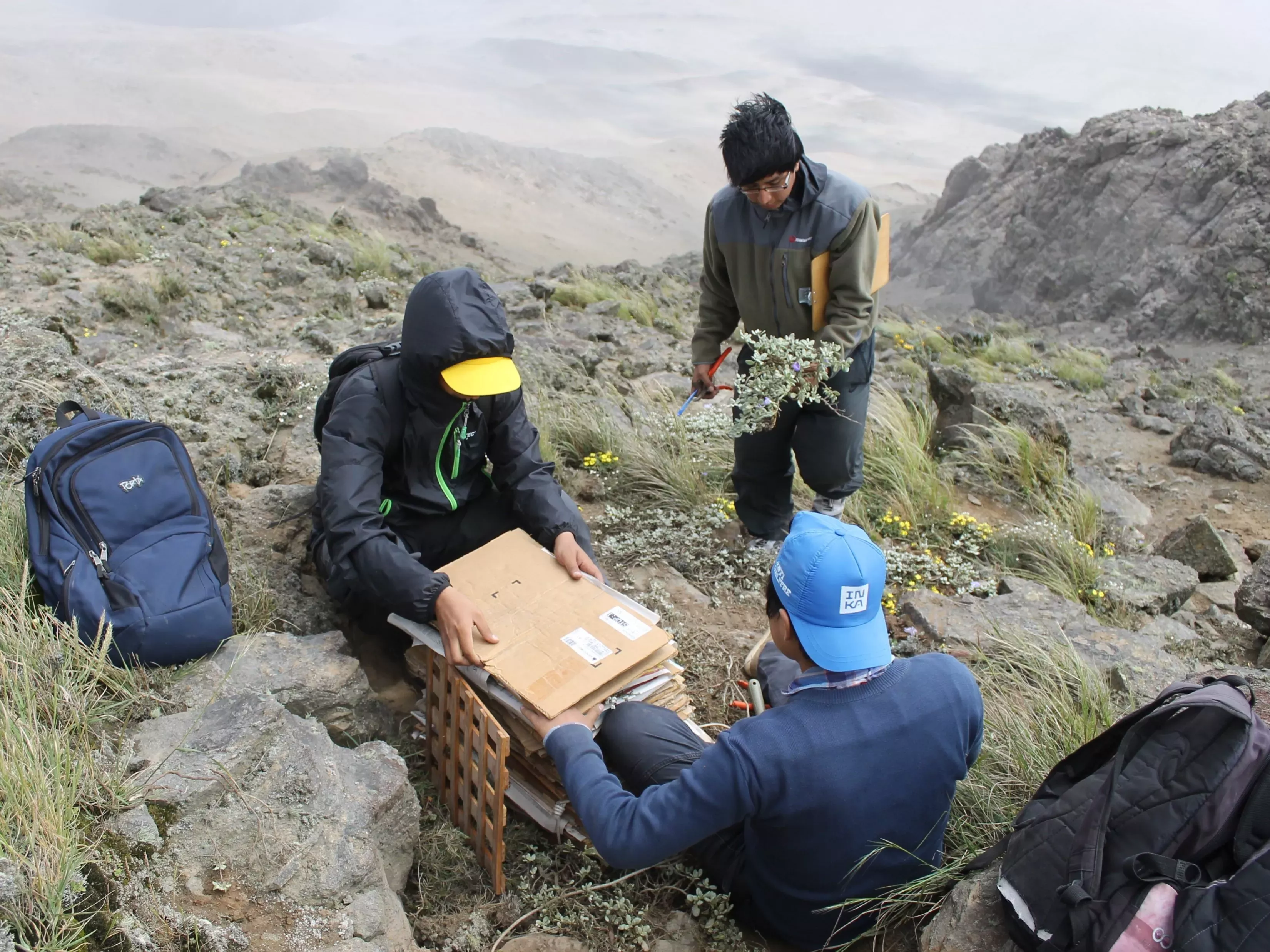 Three people are pressing plants into herbarium specimens within a desert