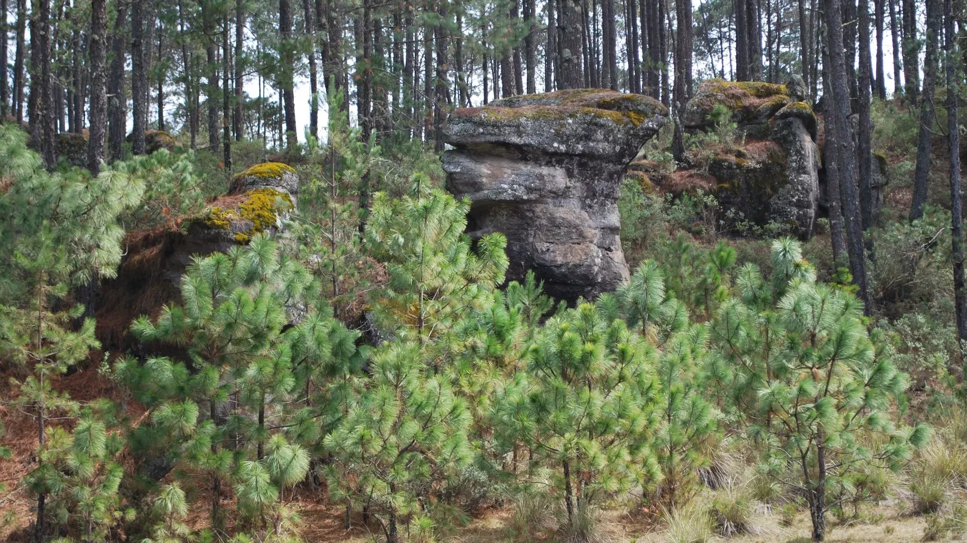 A collection of pine trees, with younger trees in the foreground and older trees in the background