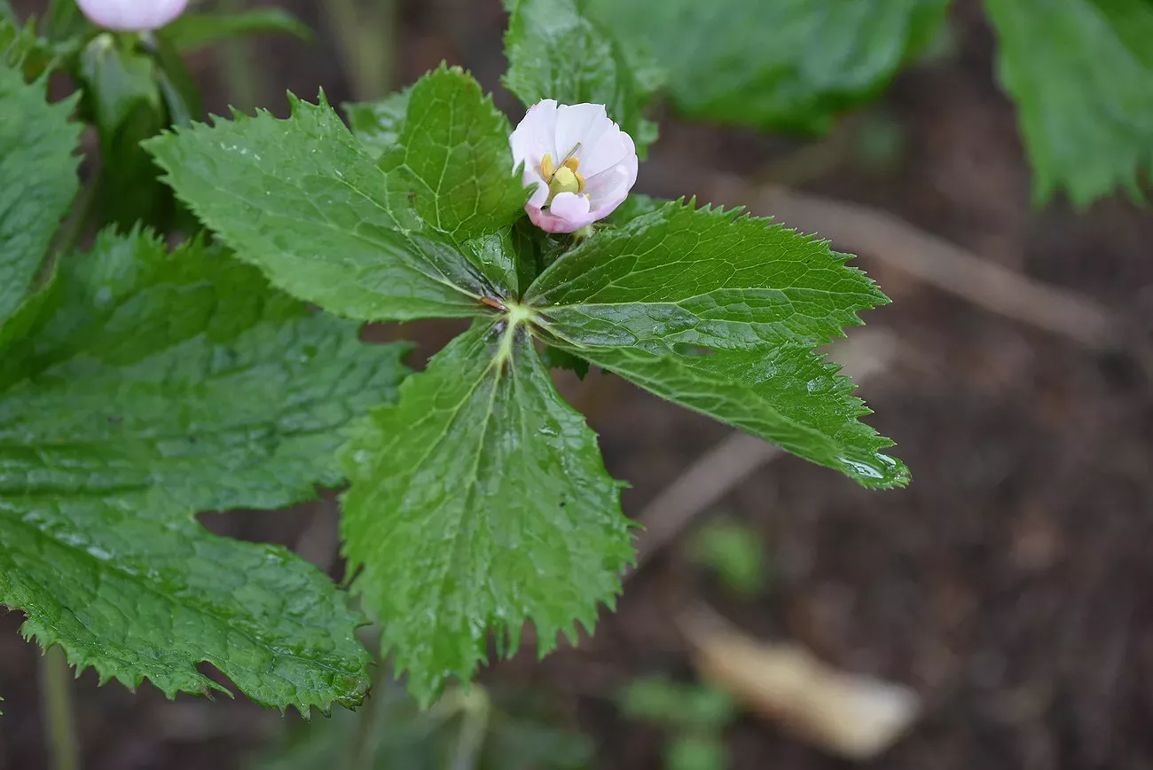 An American mandrake plant in bloom with a single small flower