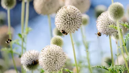 Two bumble bees on globe thistle flowers, and one in the air. 