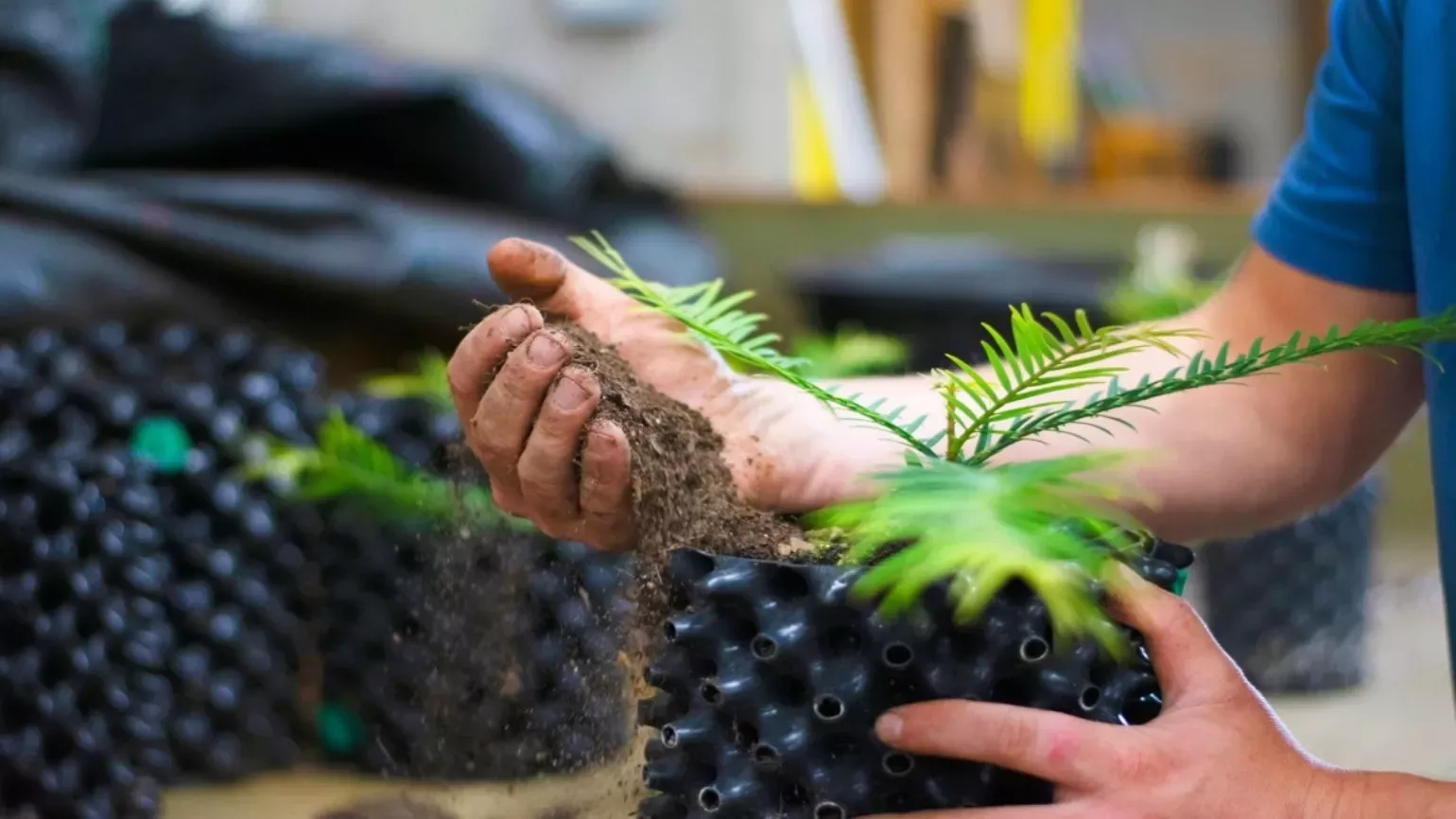 Propagating wollemi pines at Wakehurst