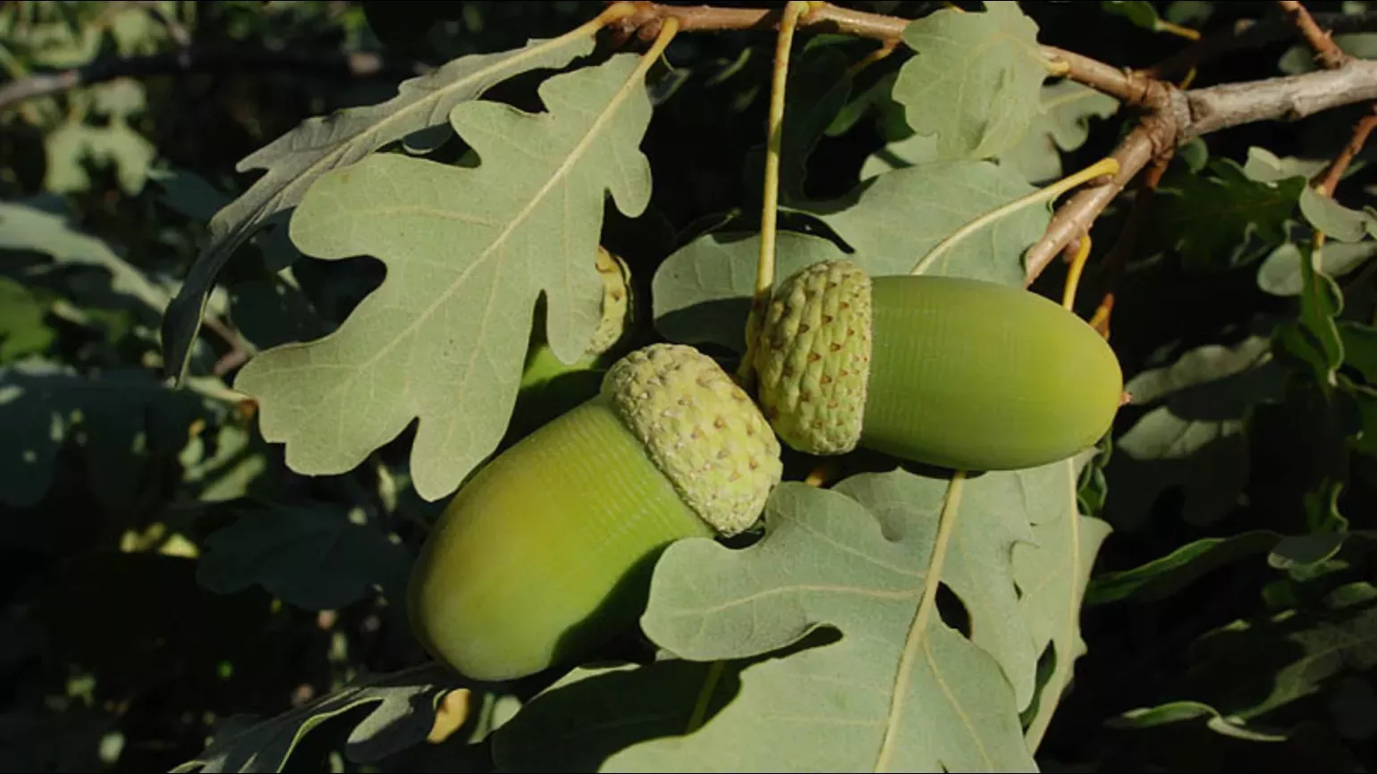 A pair of large green acorns surrounded by oak leaves