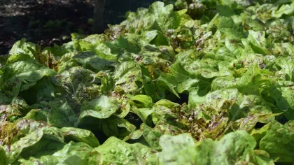 Lettuce, Kitchen Garden