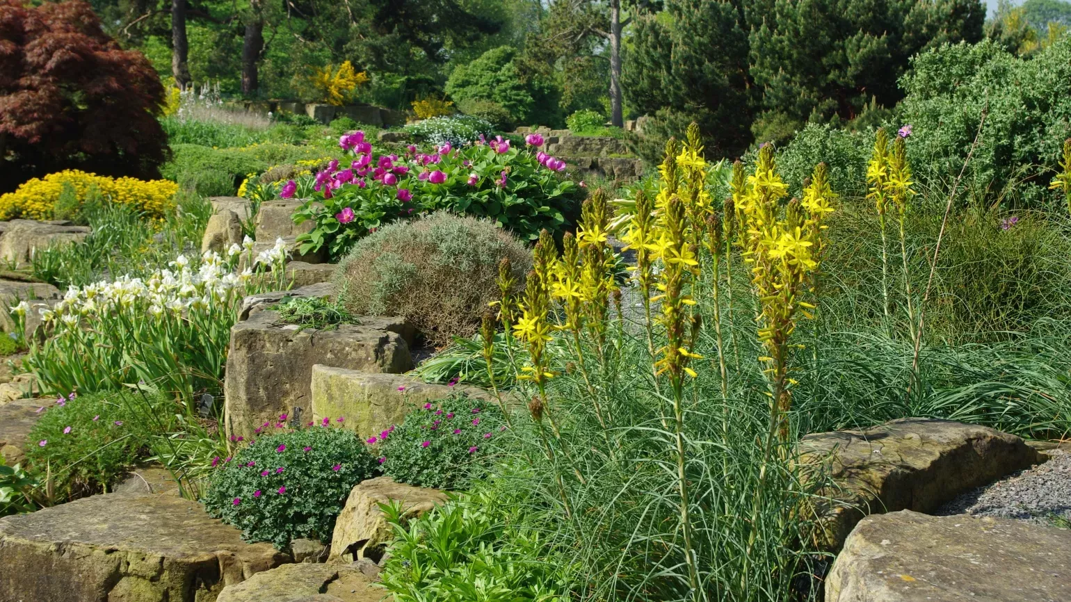 Bright yellow flowers in the Rock Garden 