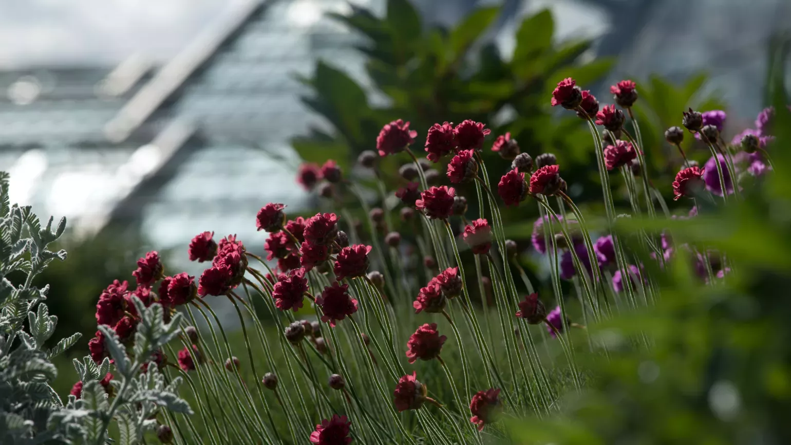 Red Armeria maritima in the Rock Garden 