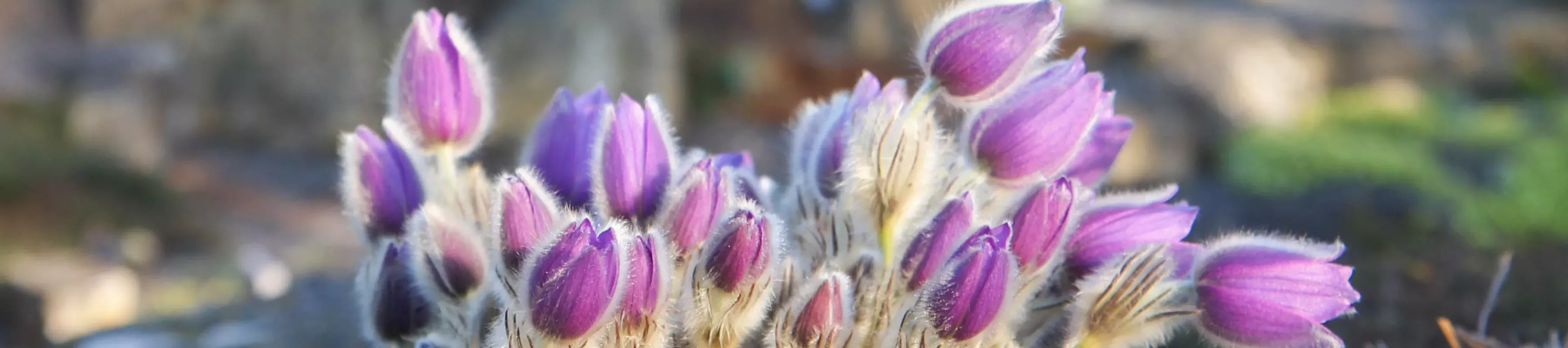 Pulsatilla or pasqueflower