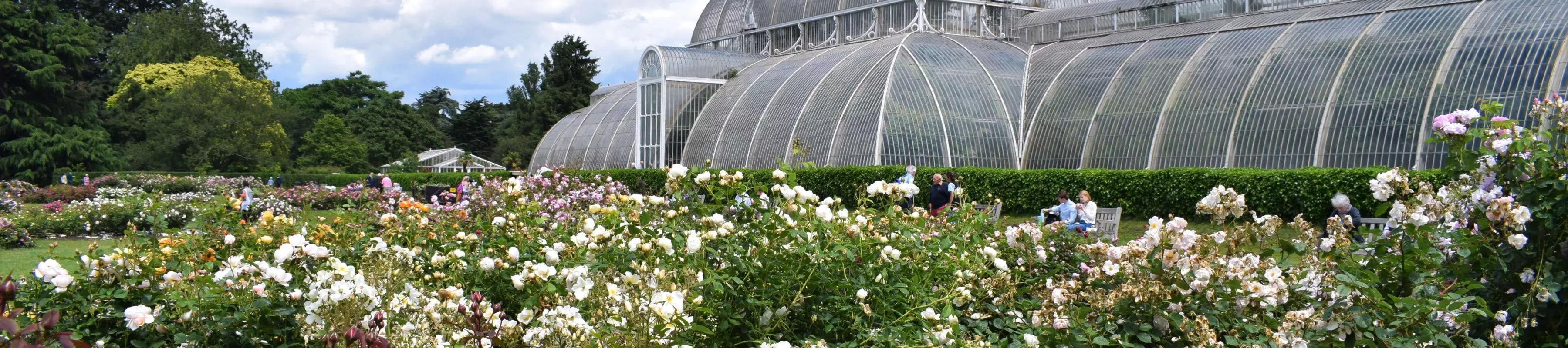 Several white and pink roses growing in front of a large glasshouse