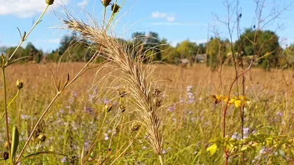 Schulenberg Prairie in The Morton Arboretum, USA