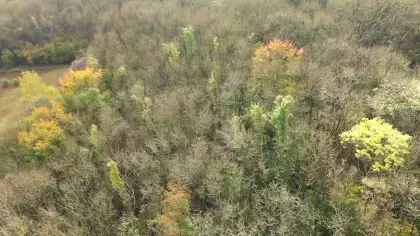 Aerial view of woodland in Sussex 