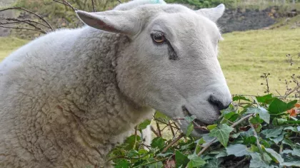 A sheep munches on an ivy bush