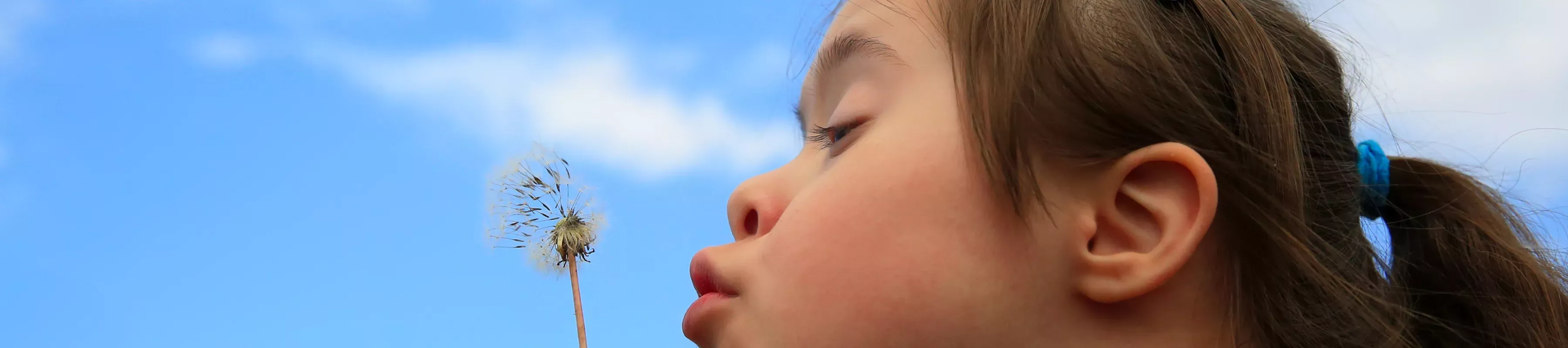 Young girl blowing a daffodil seed head