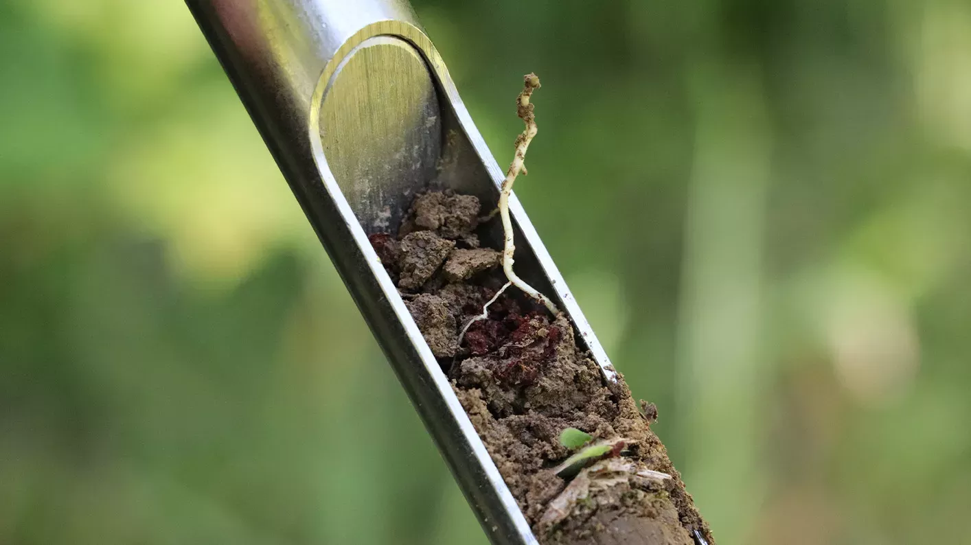 A small root comes out of the soil in a soil corer