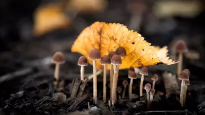 Fungi mushrooming near a leaf