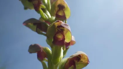 Steveniella orchid flower petals form a hood over the reproductive organs