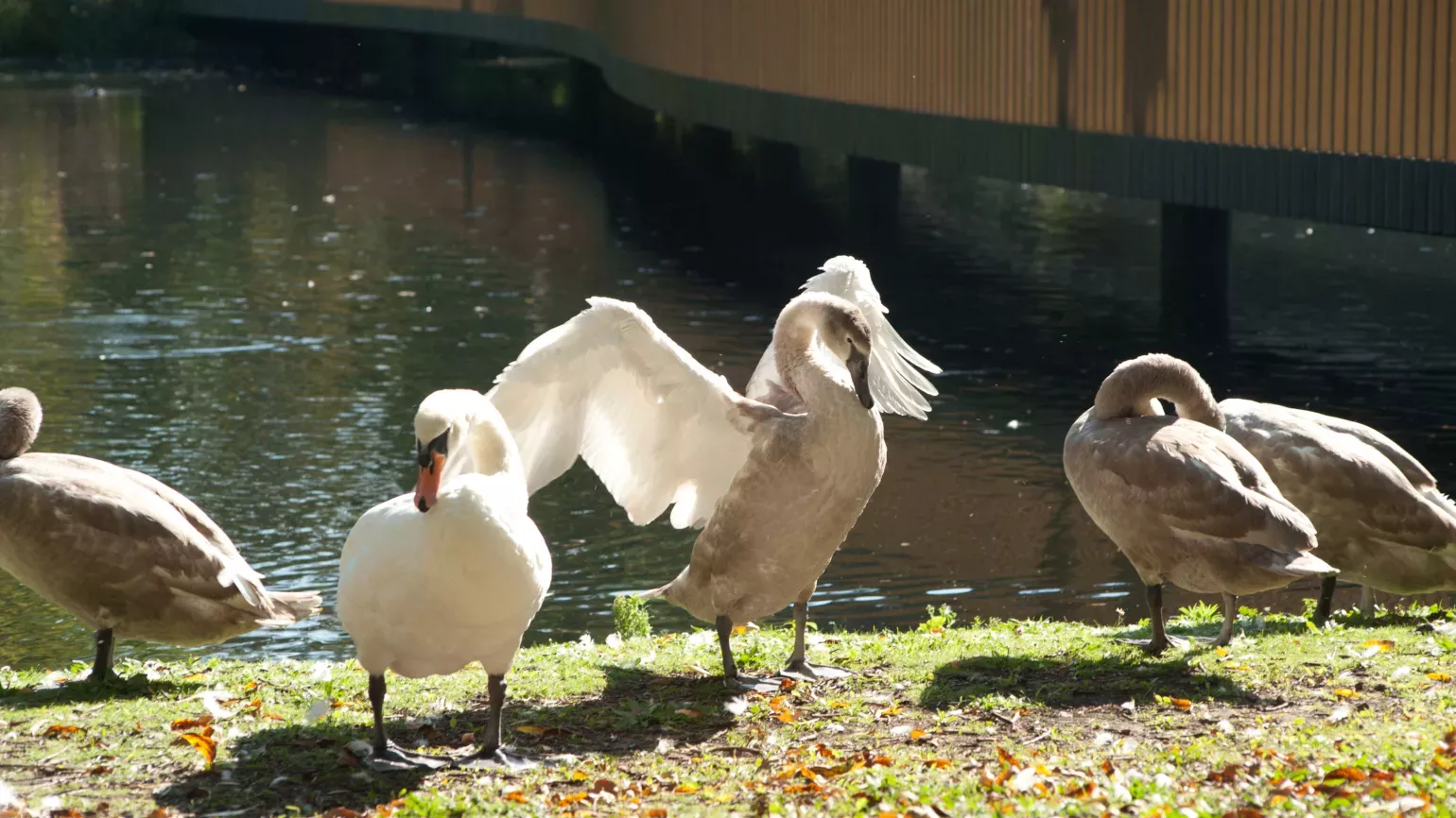 Swans enjoying the sunshine beside the Lake 