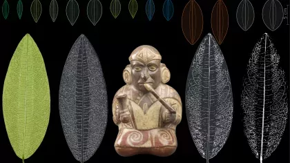 Coca leaf morphology images with a statue showing coca use by ancient humans