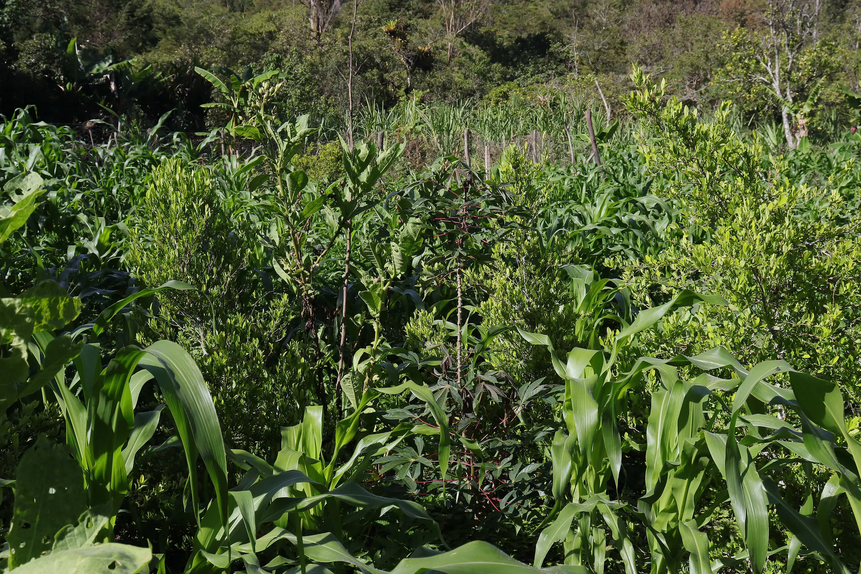 Coca plants grow among many other species 