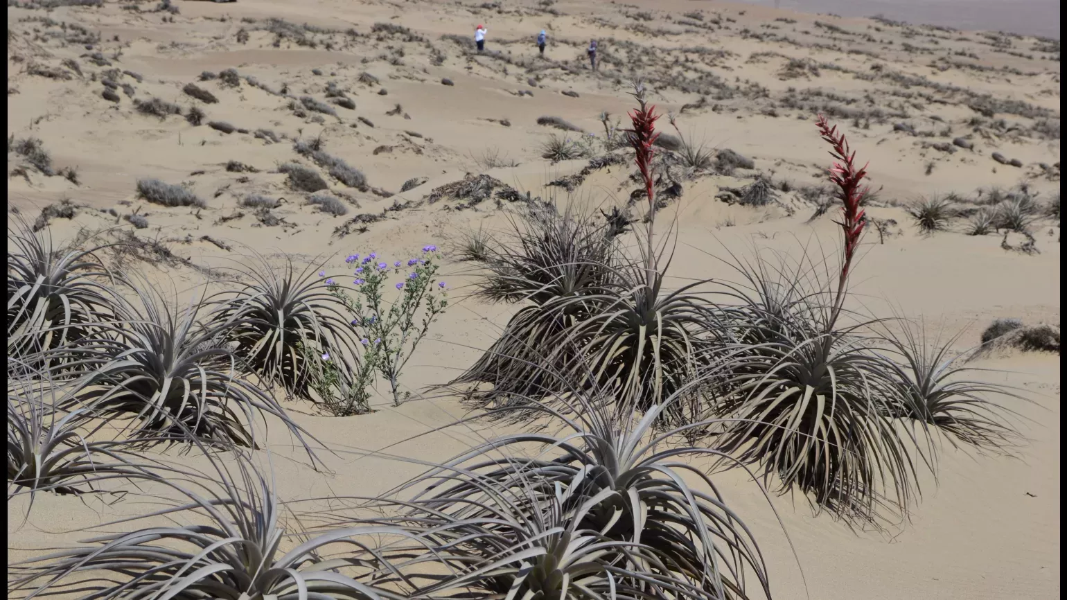 A desert scene shows multiple plant types and people working in the distance