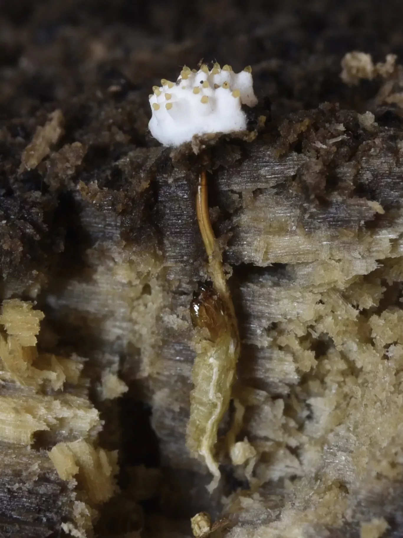 A slice image through soil shows a beetle infected by fungus, and the fungus emerging at the surface