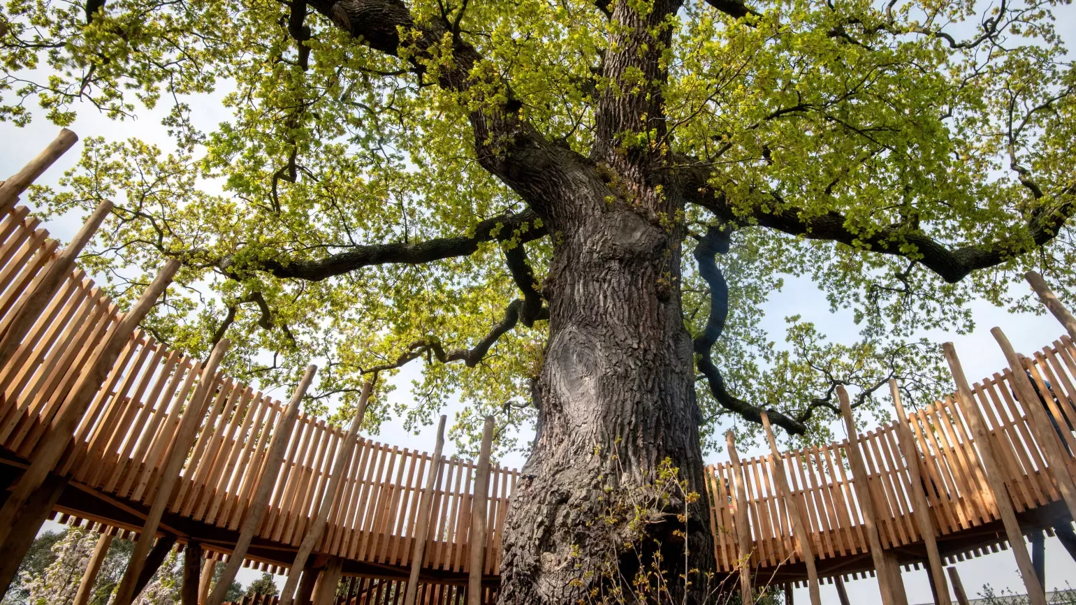 The Children's Garden at Kew