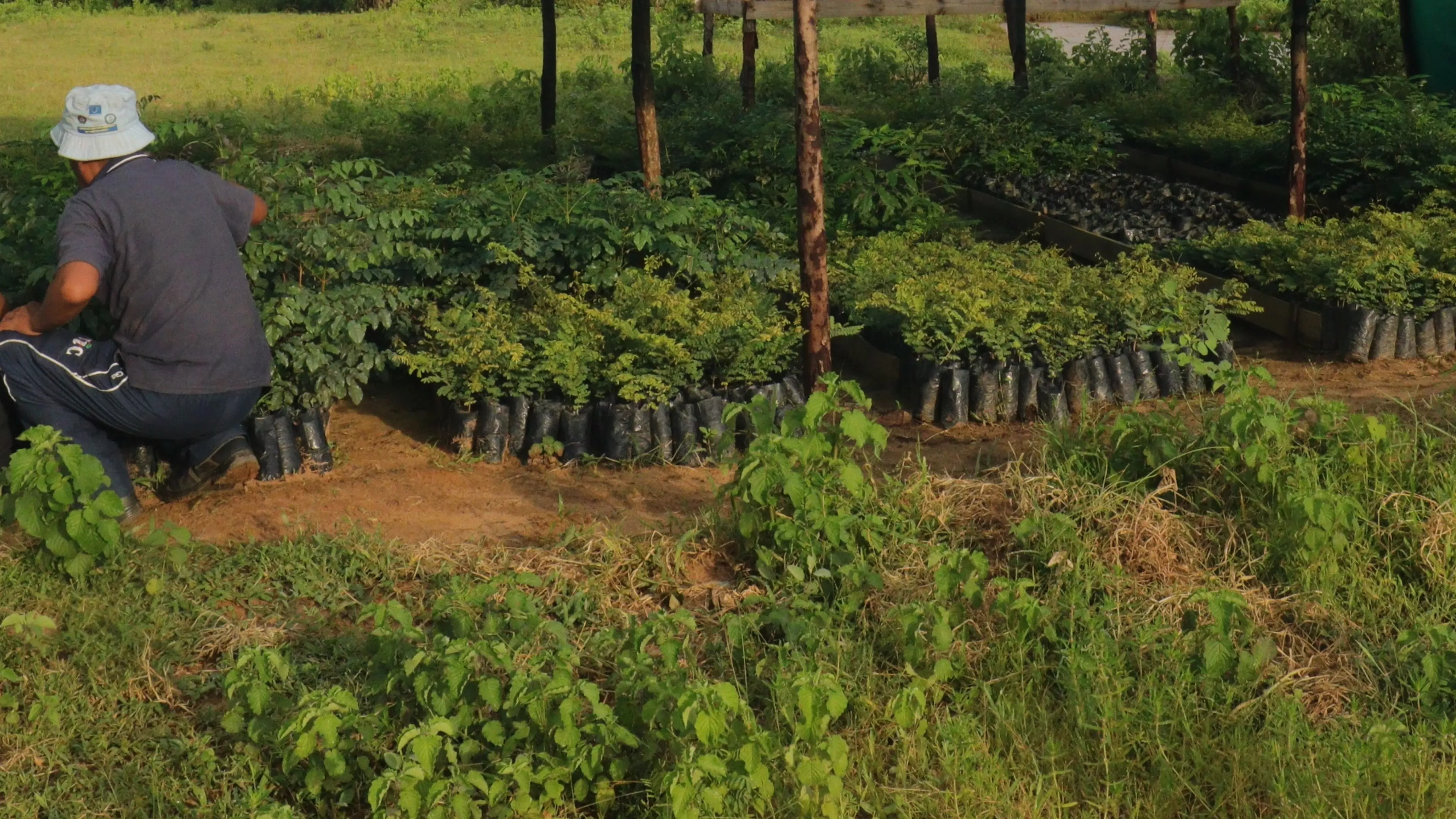 A man kneels next to countless tree saplings