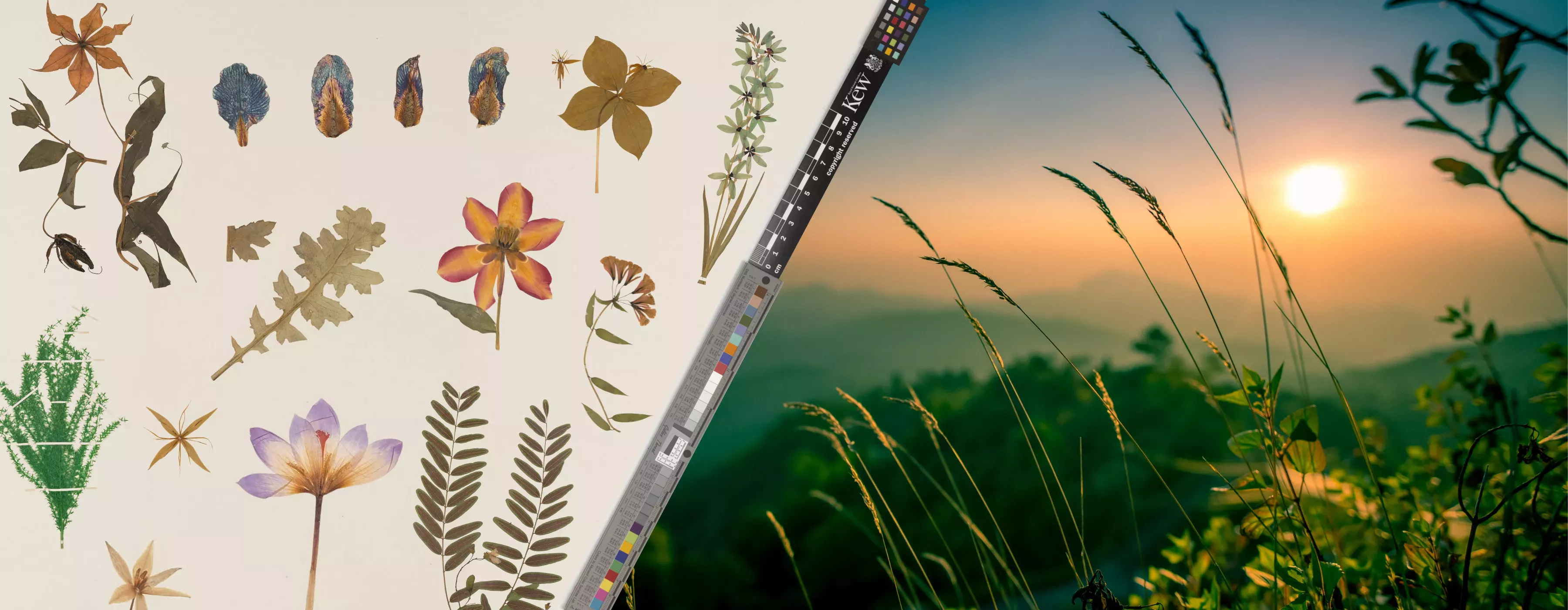 A side by side of herbarium specimens with a photo of a beautiful landscape