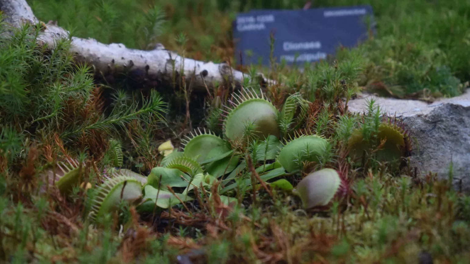 Venus flytrap, Dionaea muscipula