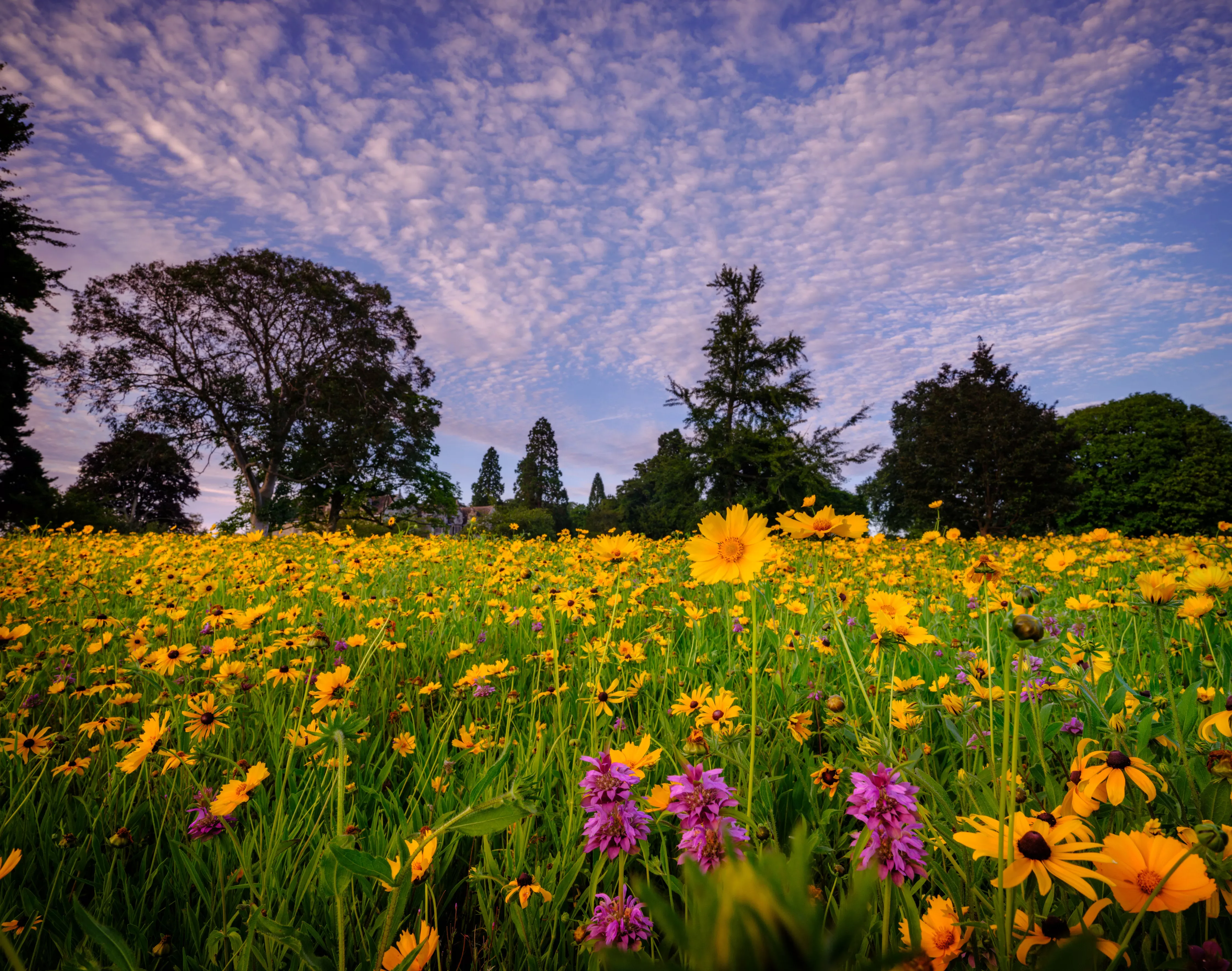 Flowering plants and grasses in the American Prairie at Wakehurst