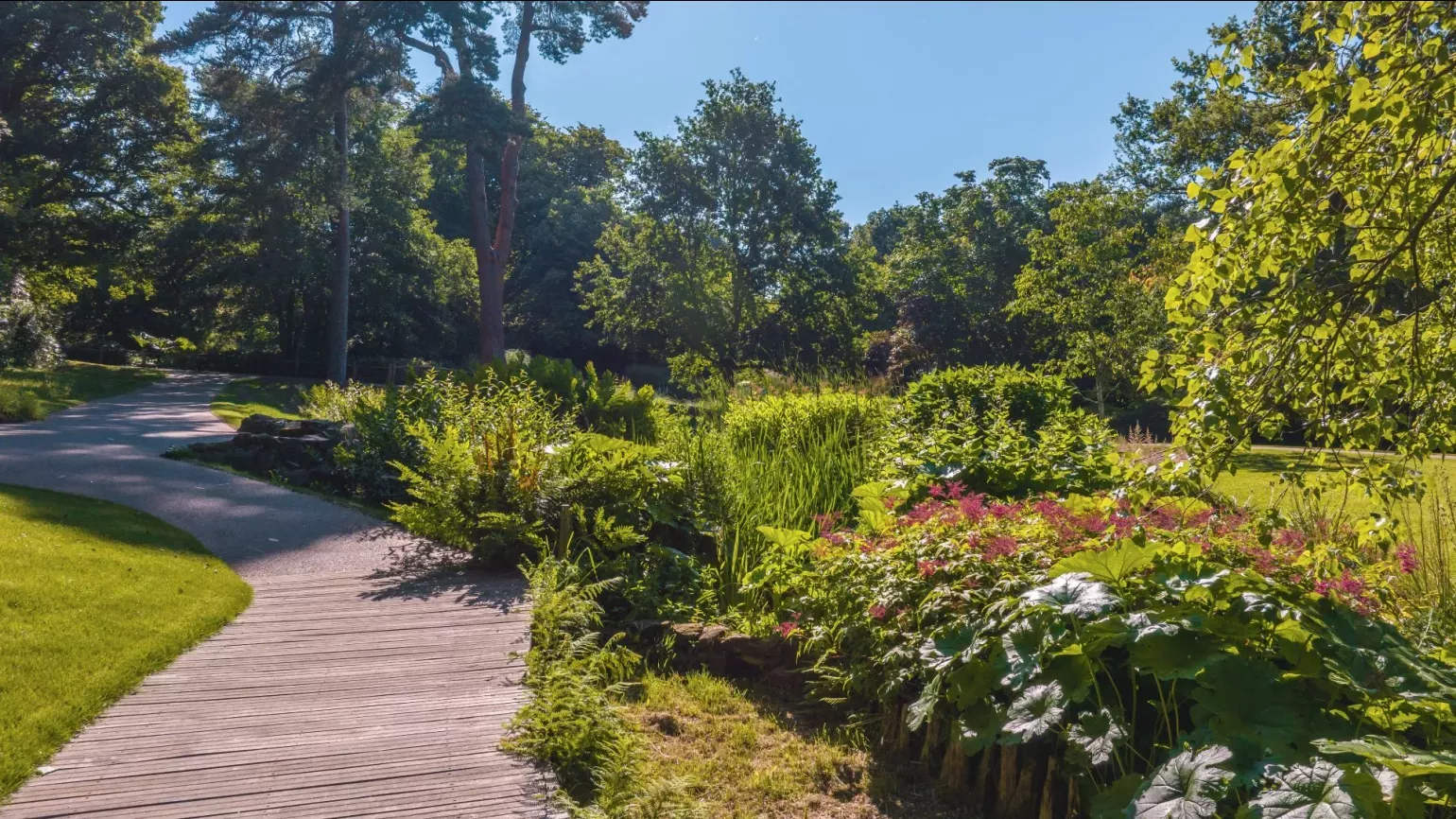 A wooden pathway next to a colourful bog garden