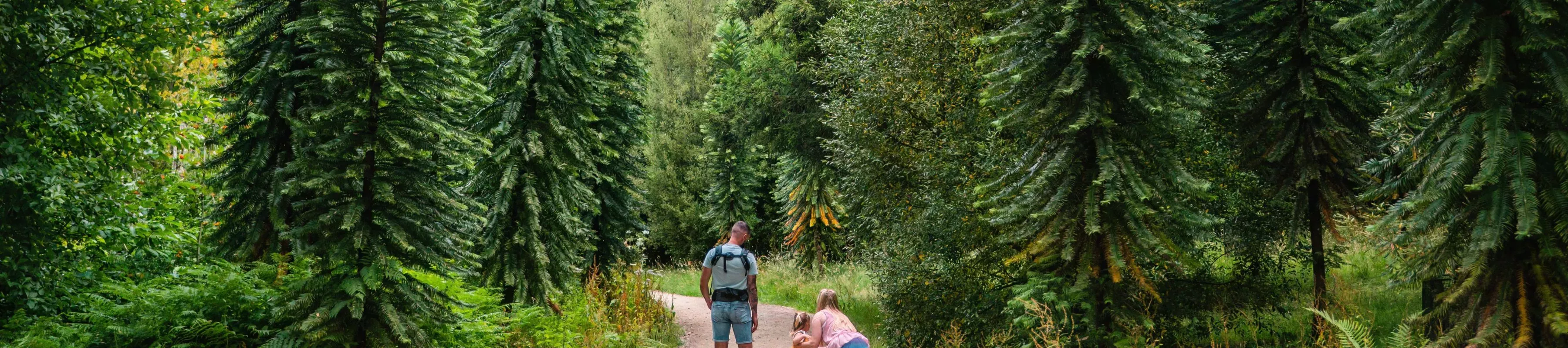 A group of people walk a path through a dense forest