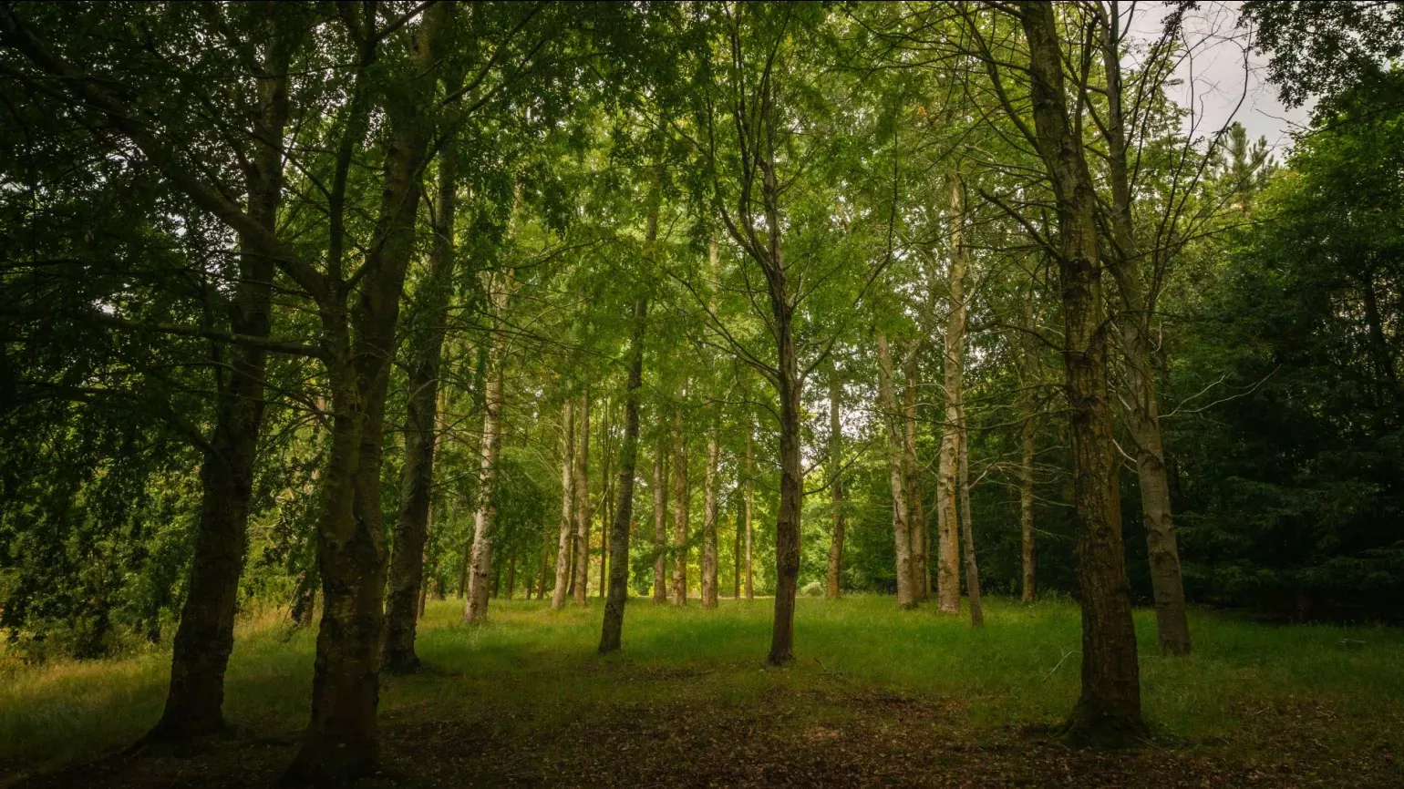 A dark green woodland