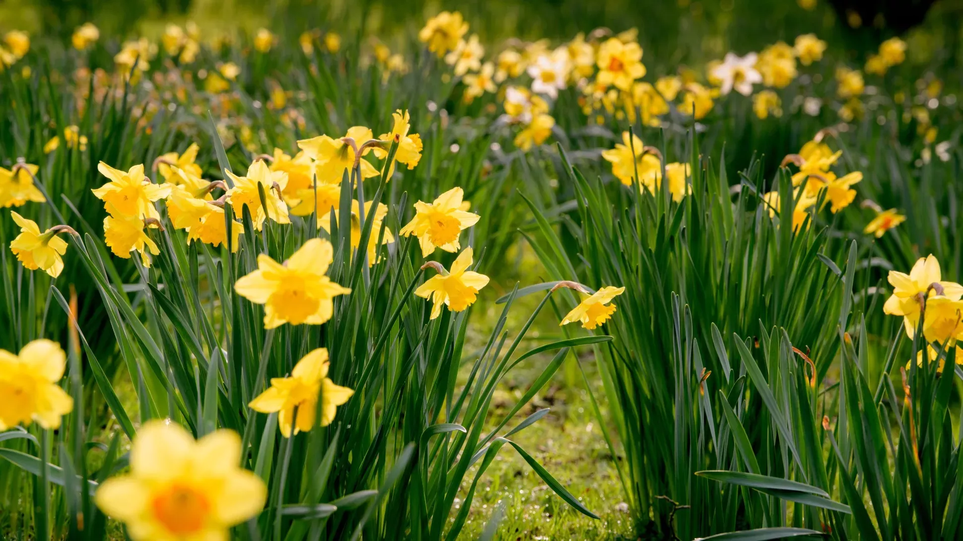 Daffodils in the sun