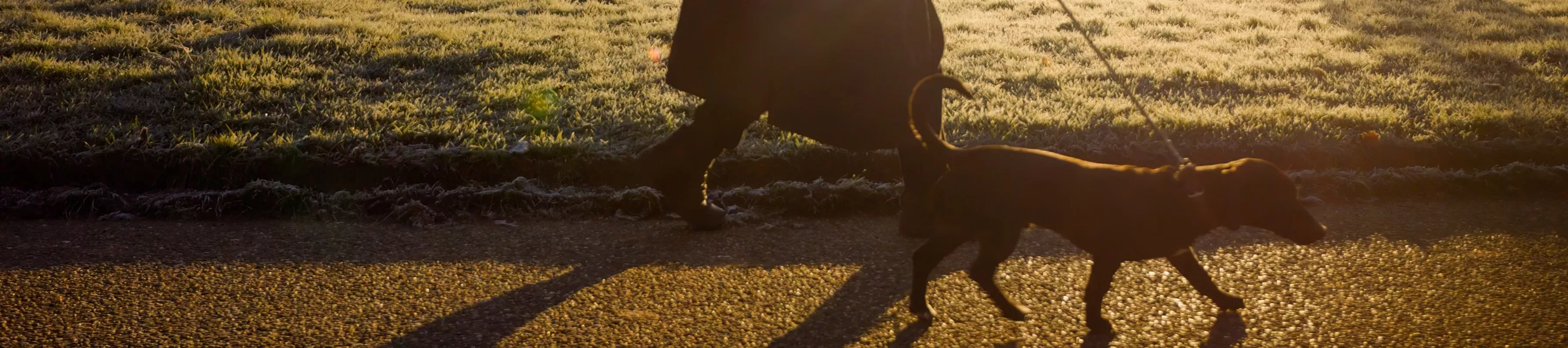 A dog being walked on a lead