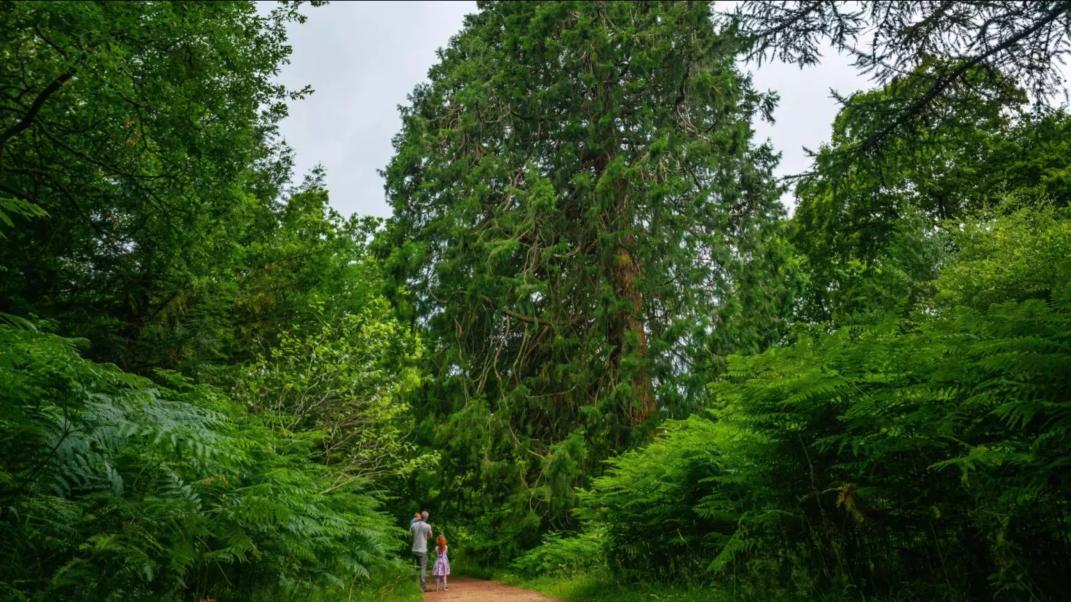 A group walk on a path past a colossal green tree