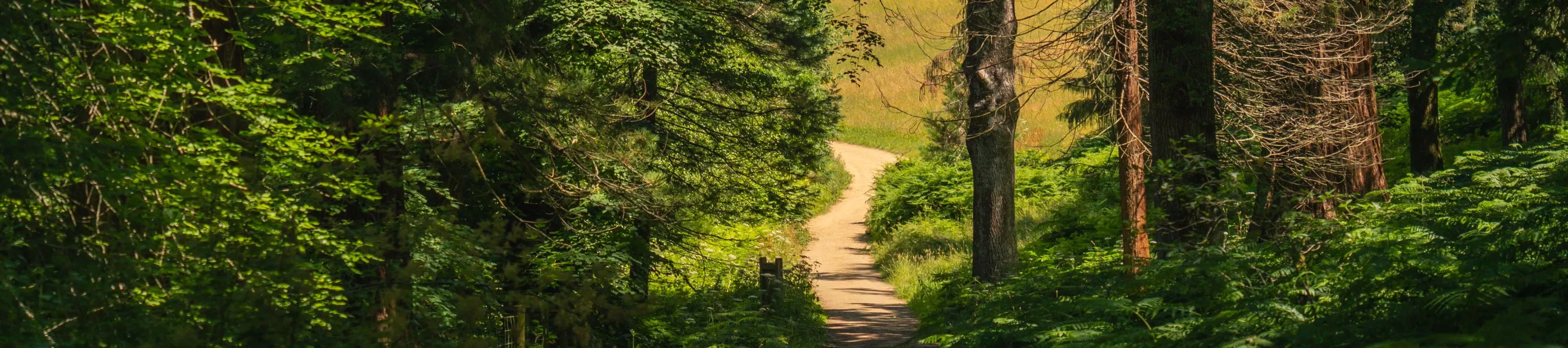 A path leading to a yellow field from a green and dark forest