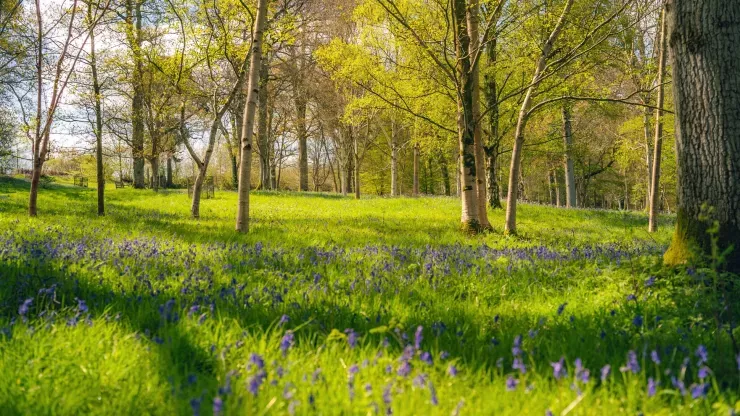 A woodland filled with bluebells