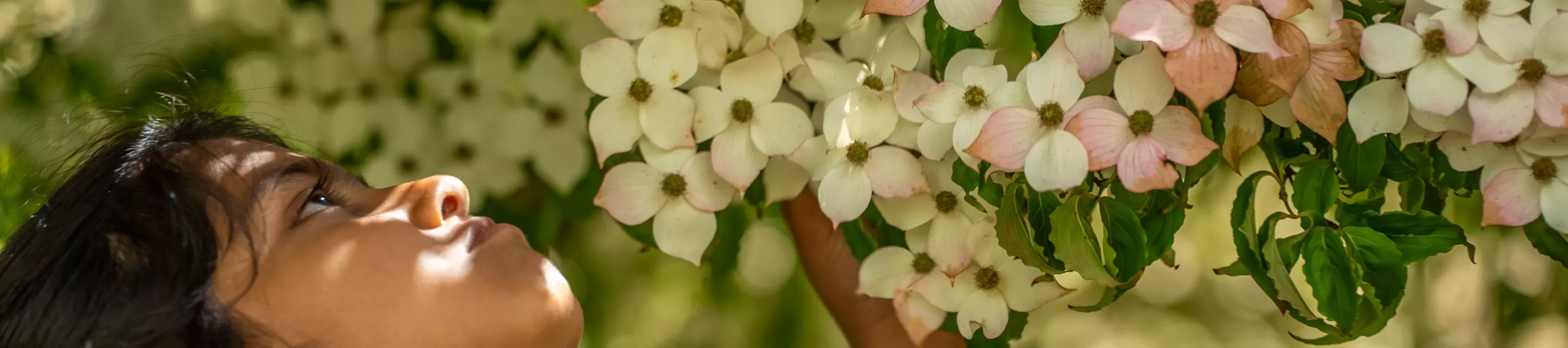 A child reaching up to examine some white petaled flowers