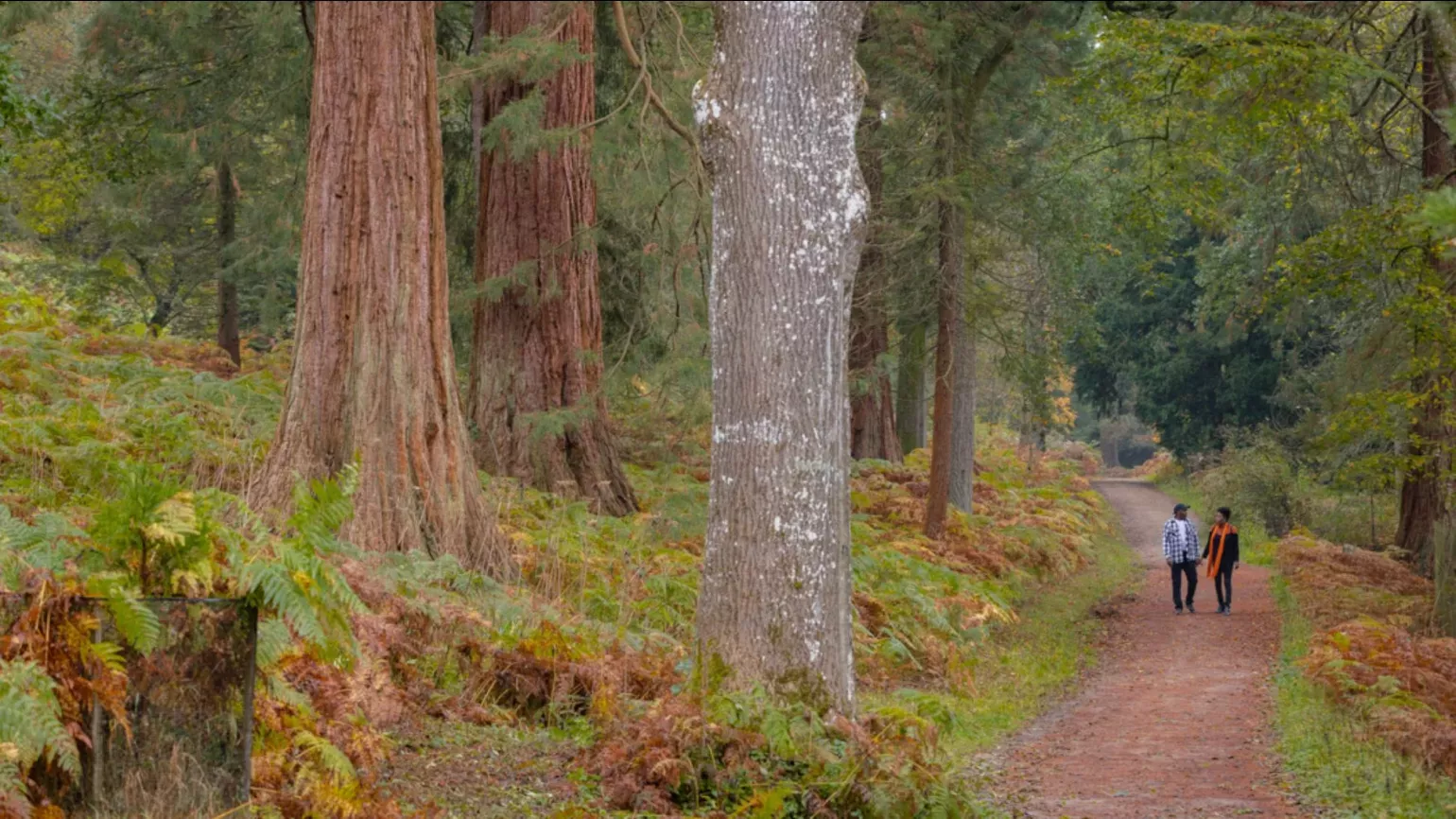 A pair of people walk through a brown and green forest