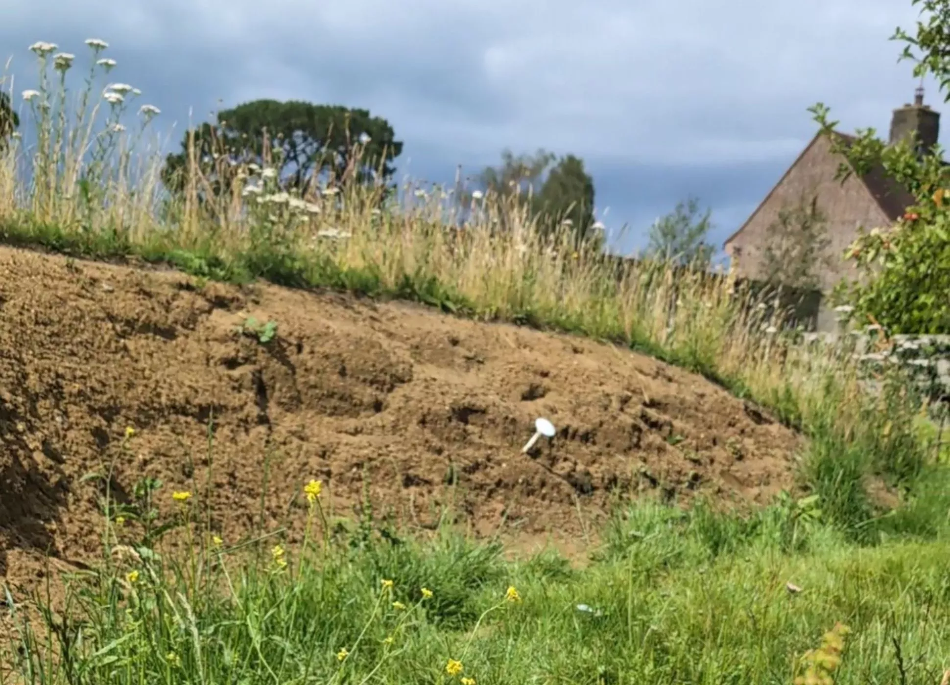 A sandy bee bank, surrounded by grass and wildflowers