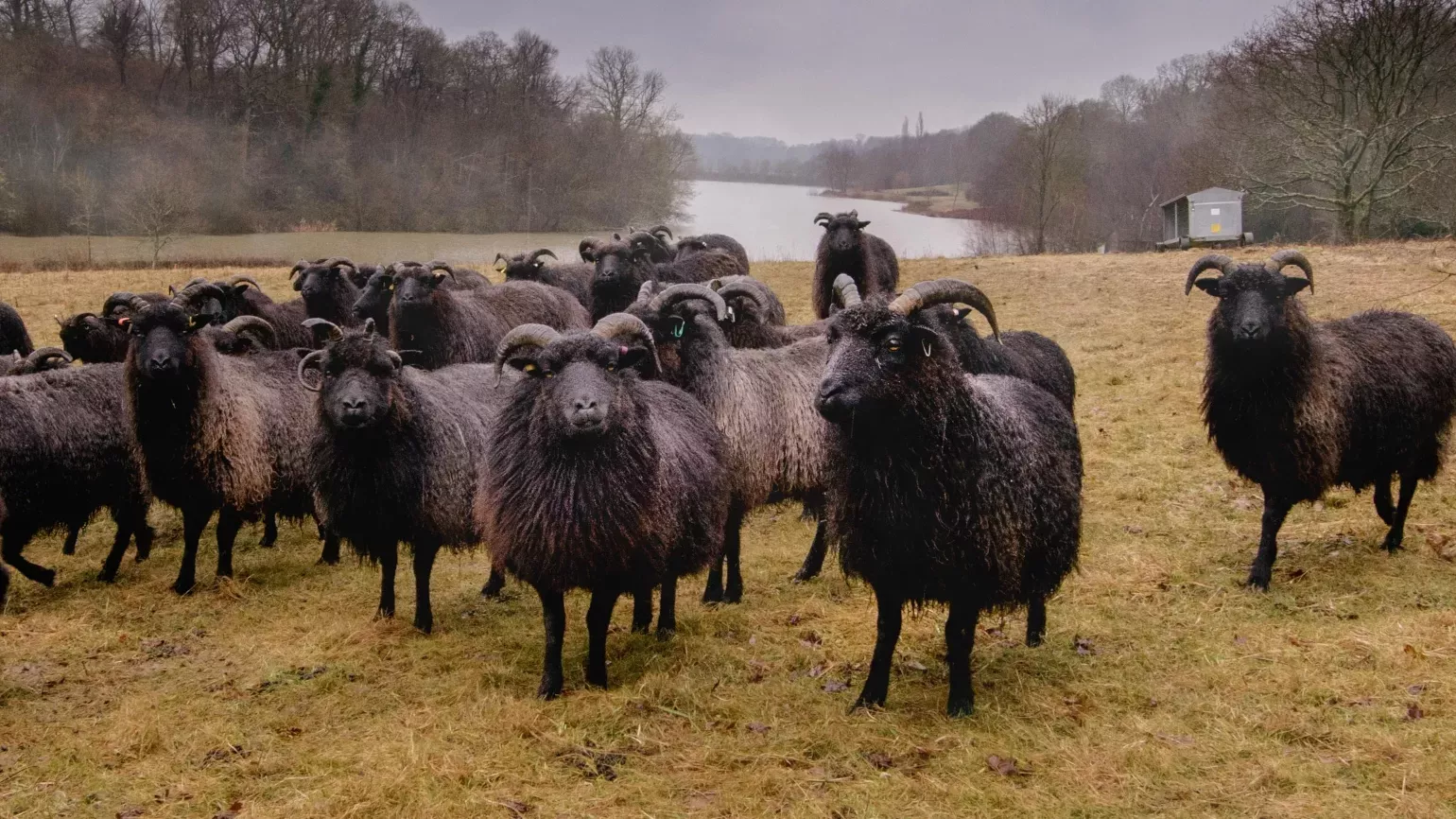 Black sheep in a grass field with a lake in the background