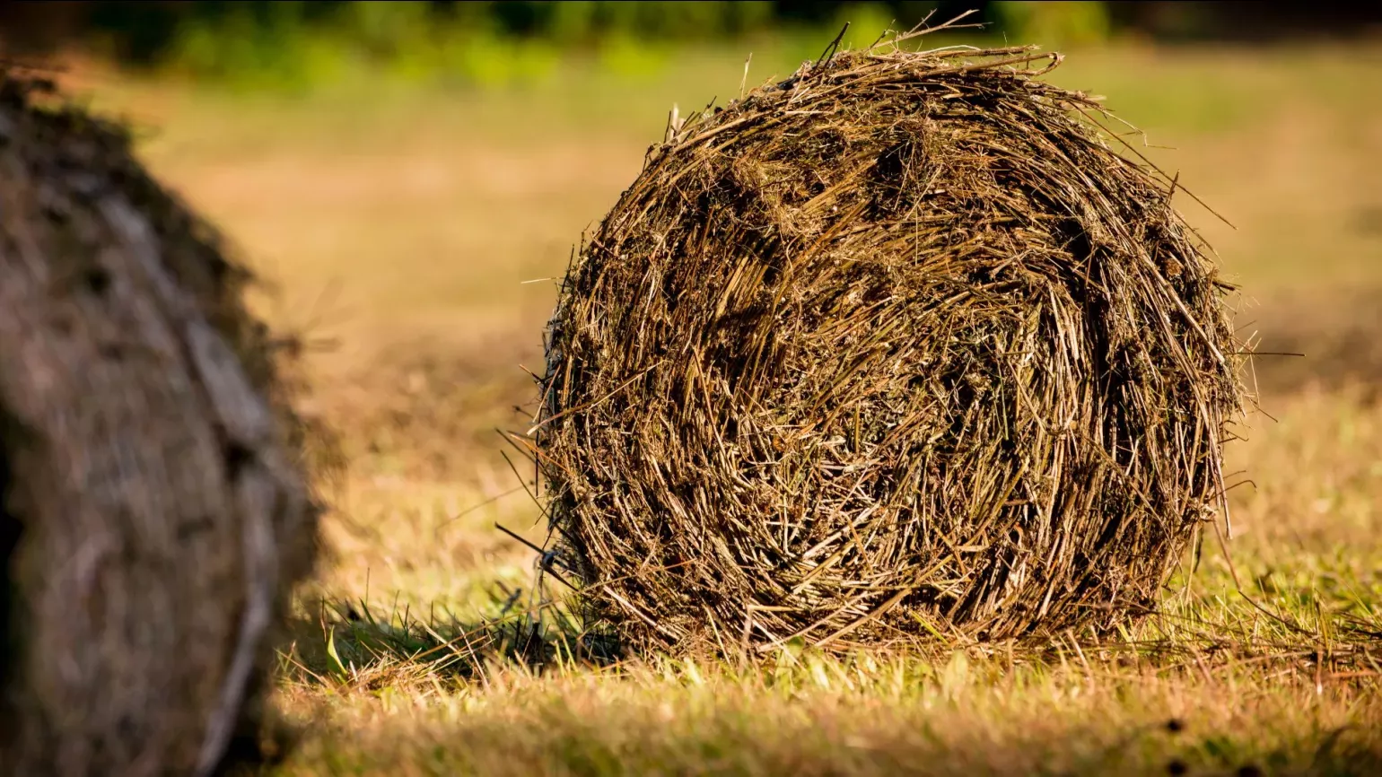 Hay bales at Bloomers Valley, Wakehurst